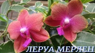 №849/КРАСИВЫЕ орхидеи к 8 МАРТА в ЛЕРУА МЕРЛЕН на Покрышкина
