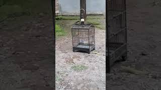 Burung membawa hoki