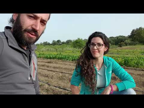 Video: Panoramica Della Serra Di Cetrioli