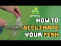 The Two Ways To Float Acclimate Your New Josh&#39;s Frogs Fish