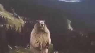 Beruang teriak