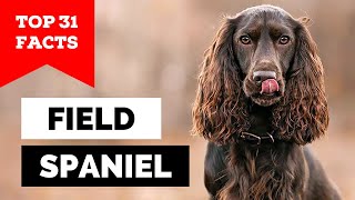 99% of Field Spaniel Owners Don't Know This