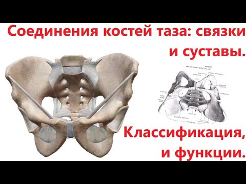 Соединения костей таза: связки и суставы. Их классификация, характеристика и функции.