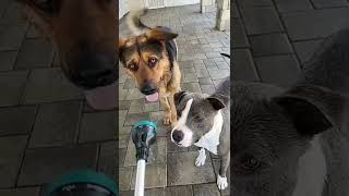 🐶 Cute & Funny Dog Prank 🐕 screenshot 4