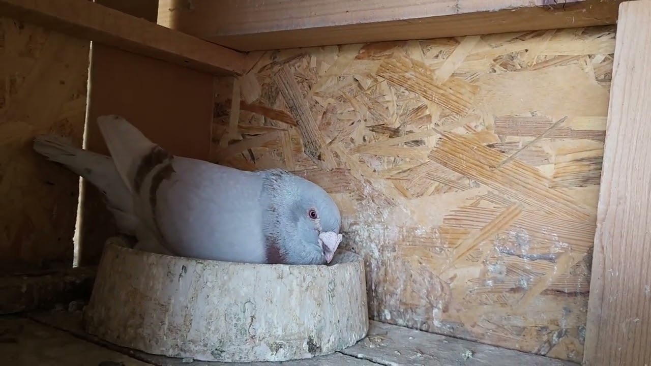 Voiajori standard 24.06.2023 Alex Vespescu