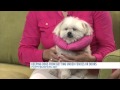 Puppy Bumper Inventor Ann Price talks dog safety and fences Puppy Bumper Inventor Ann Price talks dog safety and fences