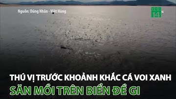 Thú vị trước khoảnh khắc cá voi xanh săn mồi trên biển Đề Gi | VTC14