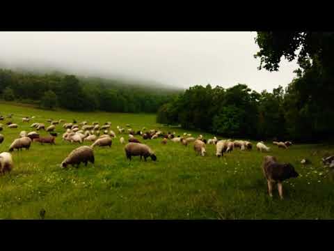 Provata Kwtsopoulos farm