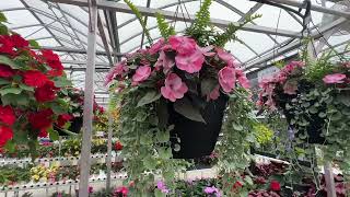 Simple and Easy Hanging Basket Update Part 2