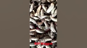 #short 6 Alternate Feeding For Live Stock | Low Cost | BSF & Maggot Farming | High Protein Feed