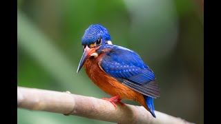 ルリカワセミ / Blueeared Kingfisher の羽繕い