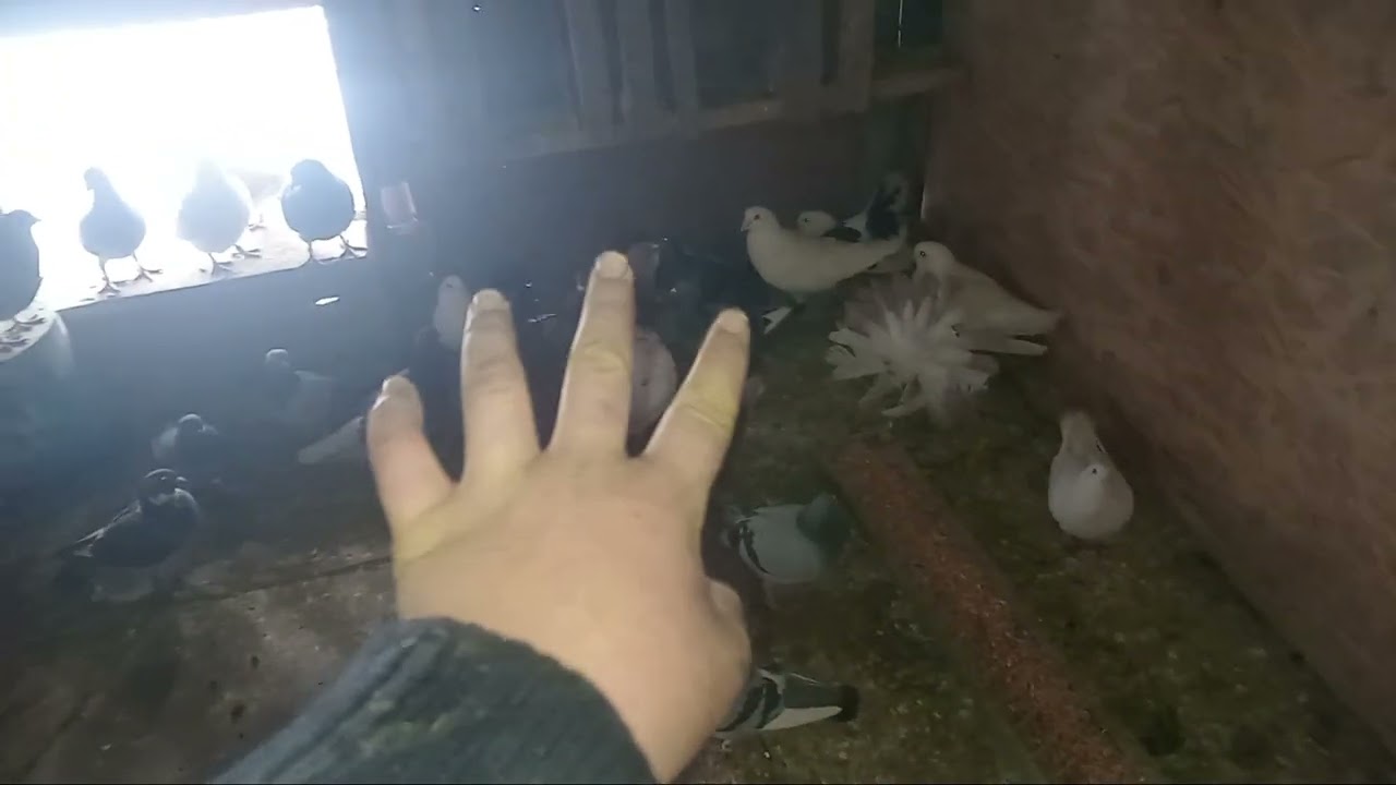 Au în ce put sa faca oua porumbei - start sezon 2026.