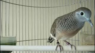 piyik perkutut Bangkok umur 4 bulan semangat belajar bunyi