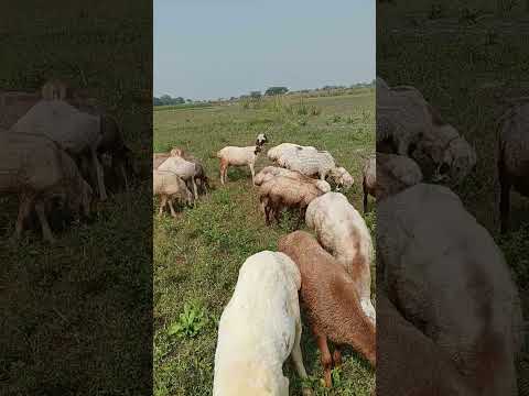 Dumba Goat Dimbafarming Farming 
