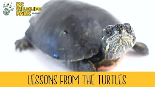 Lessons from the Turtles by BC Wildlife Park Kamloops 188 views 1 year ago 2 minutes, 18 seconds