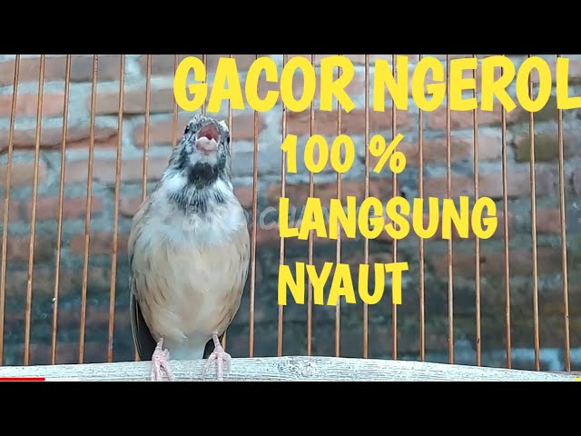 Pancingan blackthroat gacor ngerol suara jernih | Cocok untuk masteran 🔥🔥🔥🔥🔥 class=