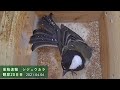 【巣箱速報】シジュウカラ別のメスが巣箱に入って威嚇する・・ (観察20日目：2021/04/06)