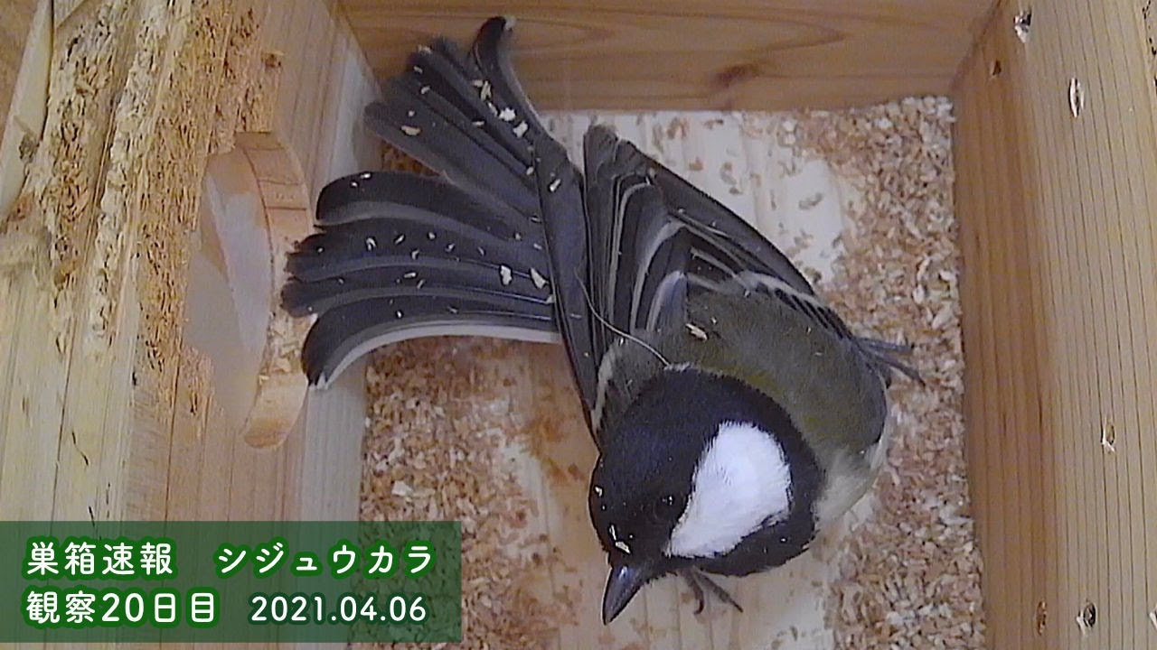 巣箱速報 シジュウカラ別のメスが巣箱に入って威嚇する 観察日目 21 04 06 Youtube