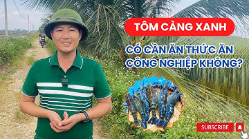 Thực hư việc nuôi tôm càng xanh không cần cho ăn công nghiệp – Tốt hay không tốt? | Vũ đức Thiện