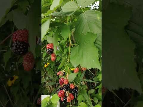 Video: Neprinokę gervuogių vaisiai: priežastys, kodėl gervuogės nejuoduoja