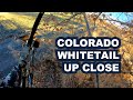 Colorado whitetail up close