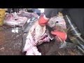 China Whale Sharks - Biggest ever shark slaughterhouse uncovered