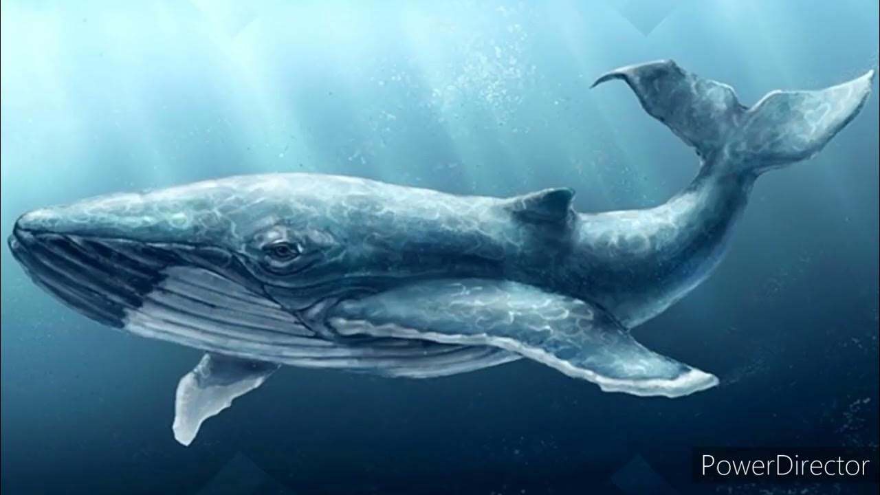 Кит фандом. Кит фандом. Буллетпруф 2020 бтс. 52 герца кит бтс. Кит фандом.