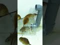 Creative mouse trap idea using household items #mousetrap #diy #rat