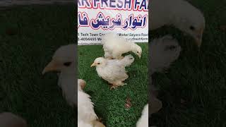 White Cochin Chicks 🐥 | Anwar Fresh Farm Faisalabad