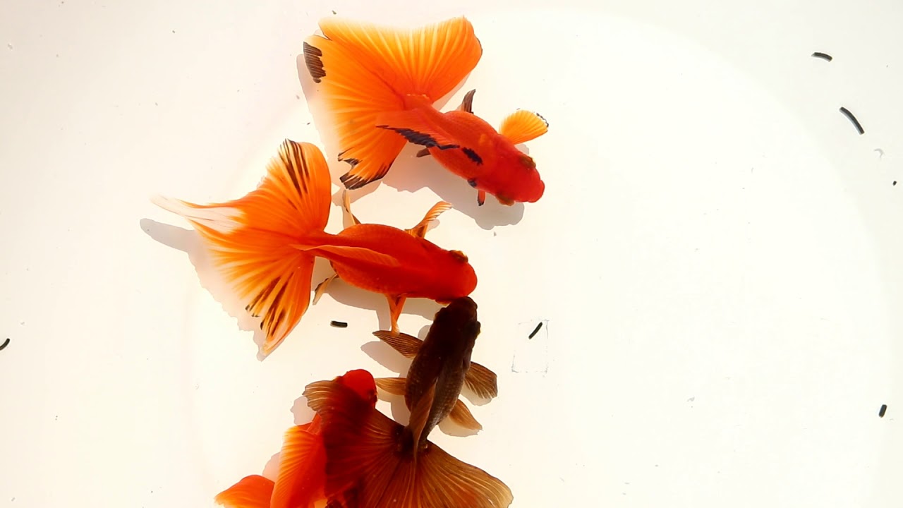 最大97 オフ 金魚 土佐金 5匹 Www Acabonding Com
