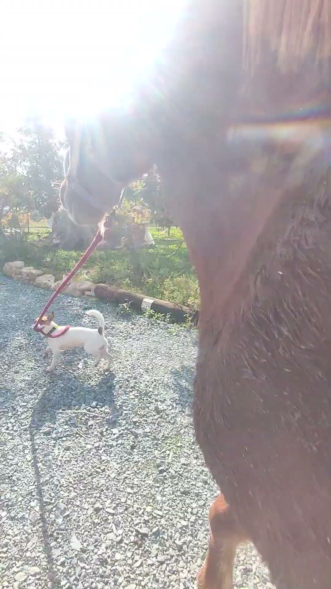 Jack Russell Takes Horse For Walk || ViralHog