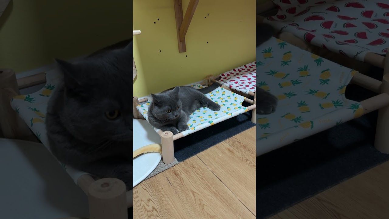 มือปริศนา #แมว #cat #kitten #cute #funnycats #cutecat #pets #funny #แมวถังแก๊ส #animals