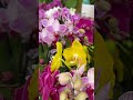 Jardiland невеличкий огляд мультифльор#квіти #fleurs #orchidees #орхідея #phalaenopsis #орхідеї #