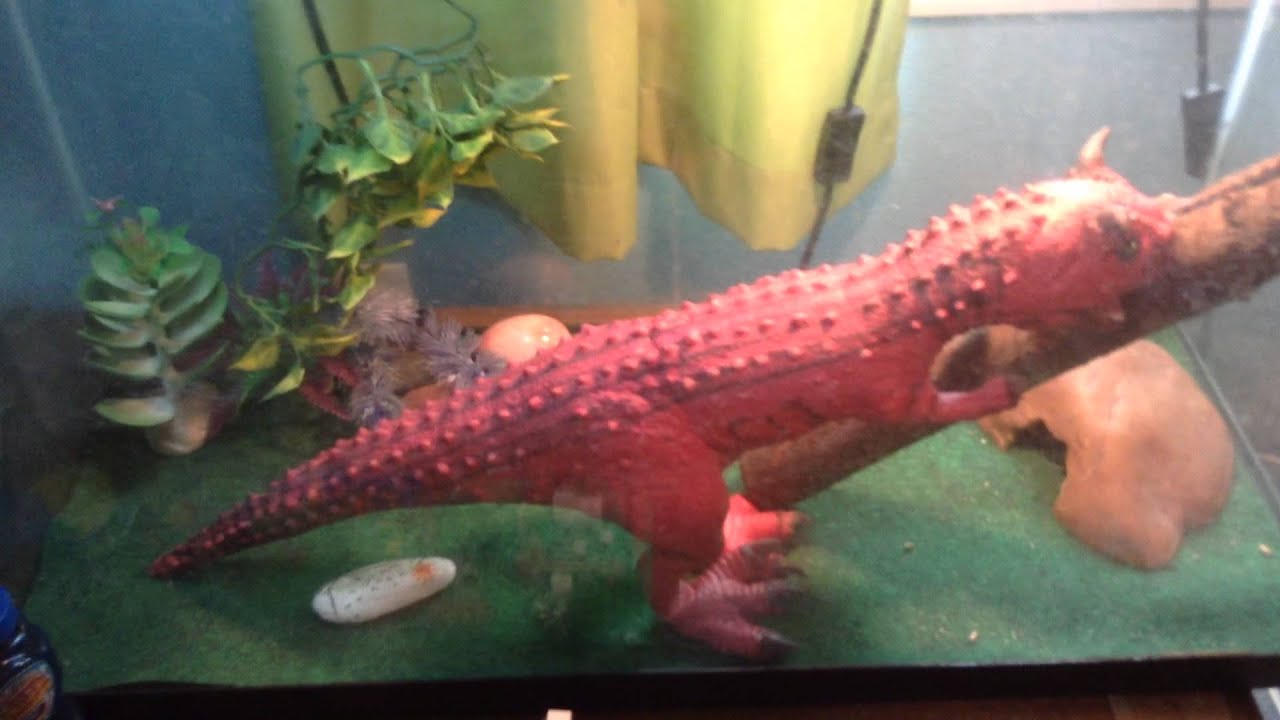 tank size for baby bearded dragon youtube bearded dragon tank size