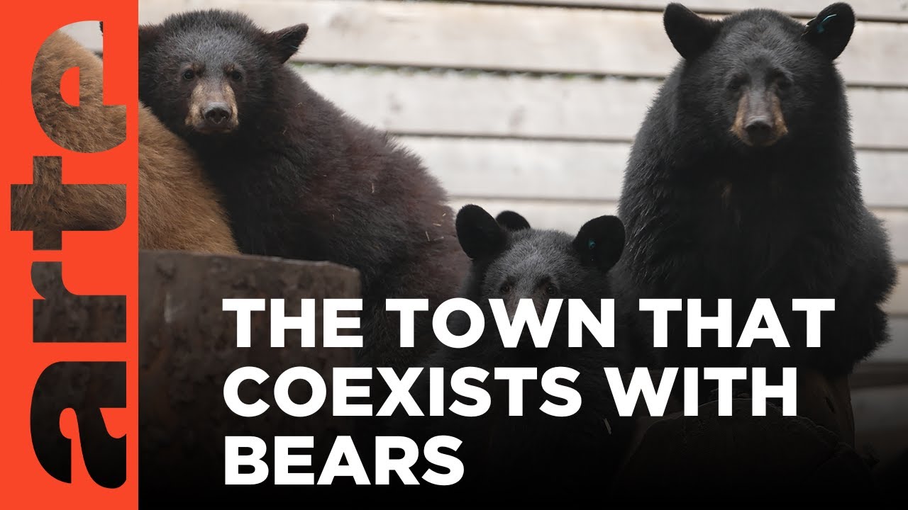 Documentary backdrop image for Canada: Living with Bears (2025)
