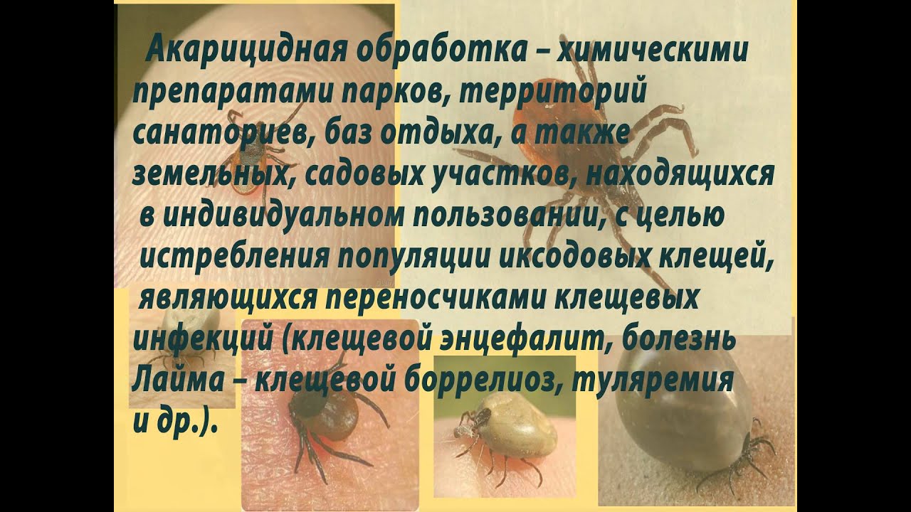 Акарицидная обработка от клещей - YouTube