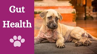 Importance of healthy microbiome in dogs and what can cause changes by Finn Paddy Dog Training 49 views 5 months ago 2 minutes, 27 seconds