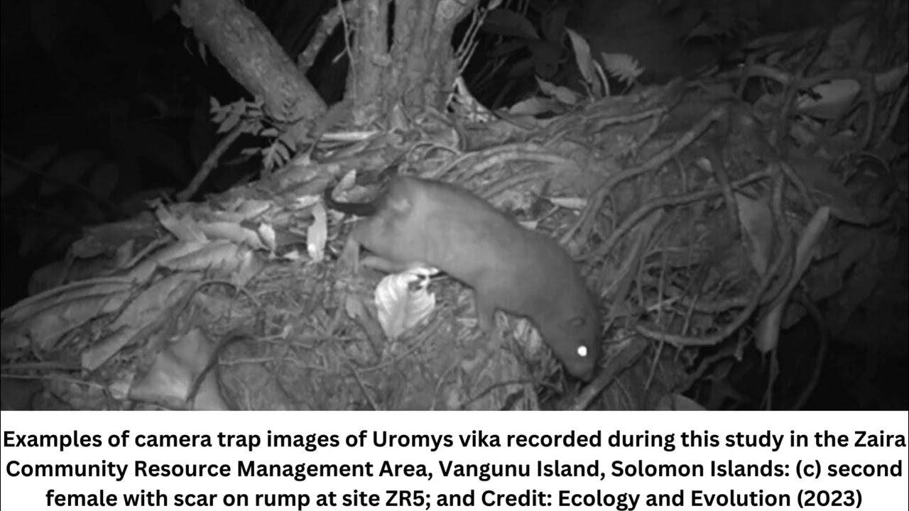 Scientists capture firstever photos of giant coconutcracking rats