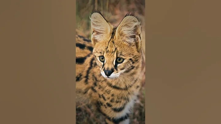 Video 11703161: serval cat