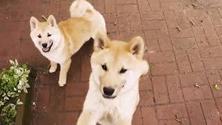 4MonthOld Siba Inu Puppies' Joyful Rainy Day Fun in the Garden!#shibapuppy #shiba