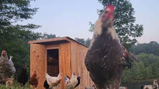 Crazy Chickens