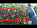 Cuối tuần đi hái Blueberry ở Haines City Florida (Cuộc sống Mỹ - Vlog 109)
