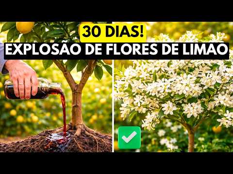 My lemon tree hadn't flowered for 2 years — I did this and in 30 days it was full of flowers.