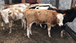 видео: Каких Бычков Покупать на откорм картинка: Каких Бычков Покупать на откорм