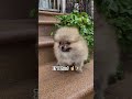 You’re my 👼 🍰 #dog #dogs #puppy #cute #cutedog #funnydog #dogshorts #petlover #shorts #pet #pets