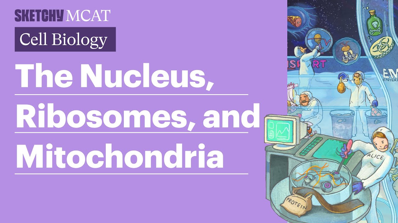Ядро, рибосомы и митохондрии: клеточные функции (полный урок) | Sketchy MCAT