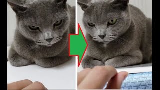 怖い顔のノートPC潰し猫。あえて普通にPC開いてみたらどうなる？