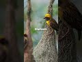 Birds are just like us, only with wings.