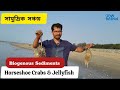 সামুদ্রিক প্রাণীদের দ্বারা যেভাবে Biogenous Sediments গঠিত হয়ে থাকে | Oceanography | #geography
