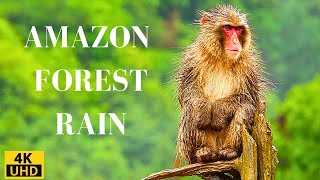 Rain in the Amazon Forest 4K : Rain Thunder Sound & Relaxing Music - Relaxing Piano